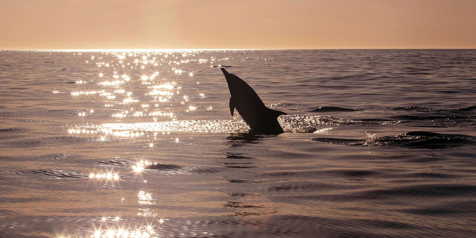 Sunset delfin tura